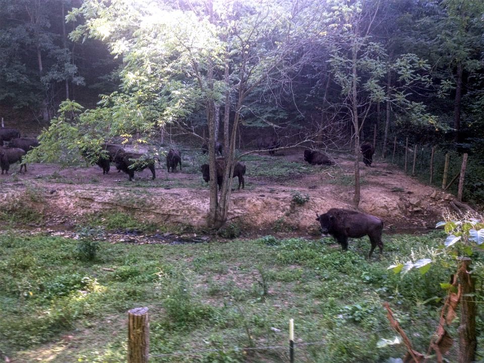 Bison-gathering-under-the-trees