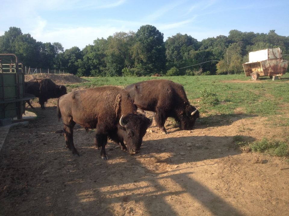 Bison-on-the-farm